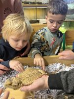 Fotografie img-8494_original.jpeg