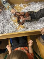 Fotografie img-8499_original.jpeg