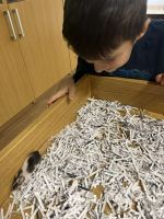 Fotografie img-8516_original.jpeg