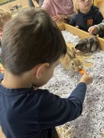 Fotografie img-8519_original.jpeg